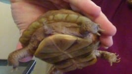 fat butt turtle