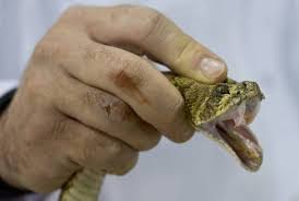 snake holding